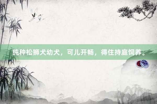 纯种松狮犬幼犬，可儿开畅，得住持庭饲养。